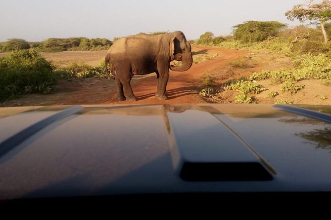Evening Private Safari at Bundala Park by La Safari Inn Tours - Inclusions