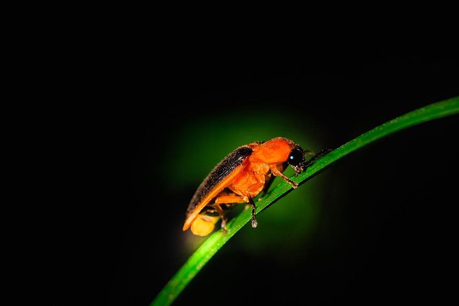 Fireflies and Hots Spring Nature Tour by KLASH - Important Reminders