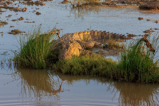 Full Day Bundala Safari With Picnic Lunch From Hambantota Harbour - Pricing and Guarantee Details