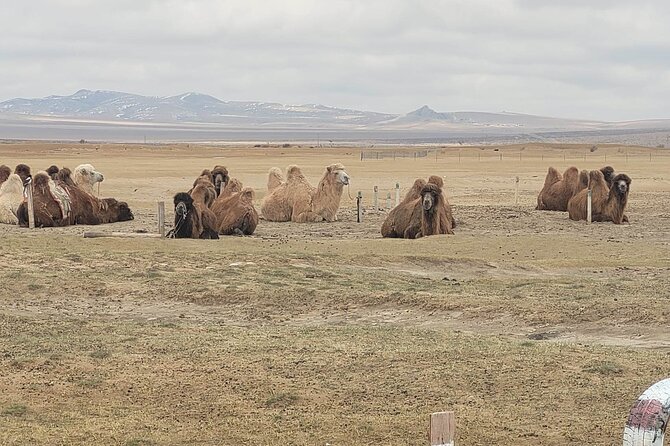 Full Day Private Jeep Tour to Elsen Tasarkhai, Semi-Gobi - Meeting and Pickup