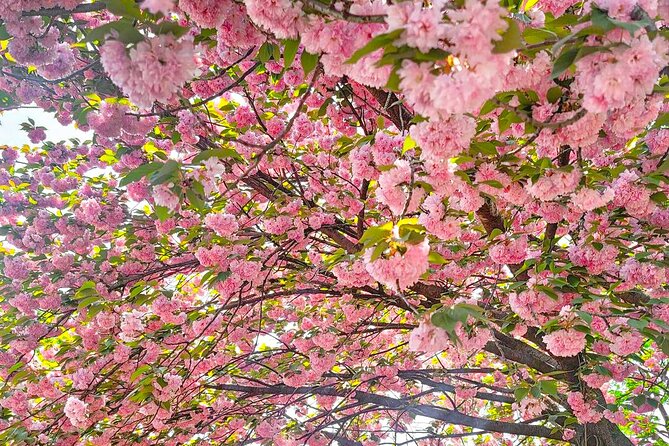Full Day Tour Jeonju Hanok Village, Wansan Park and Gakwonsa - Wansan Park Highlights