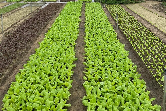 Hoi An Vegetable and Herb Village Private Tour - Meeting and Pickup Options