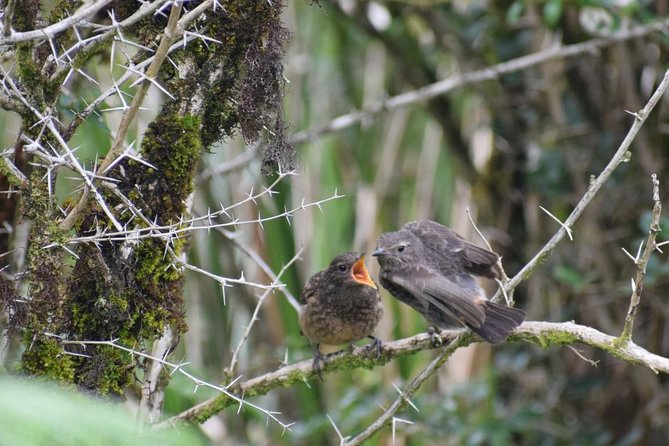 Horton Plains National Park Hike From Nuwara Eliya - Exclusions