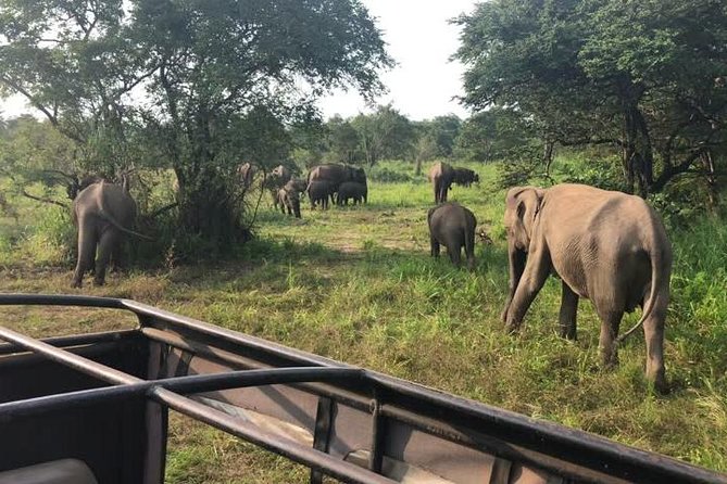 Hurulu Eco Park Private Safari - Private Vehicle and 4WD Jeep