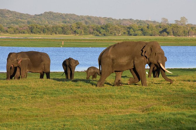 Jeep Safari To Udawalawa National Park - Pick-up Details