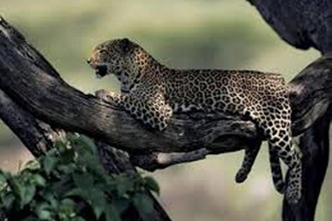 Jhalana Safari Park Leopard- One Jungle Jeep Safari And One Night Stay In Hotel - Safari Jeep Details and Restrictions