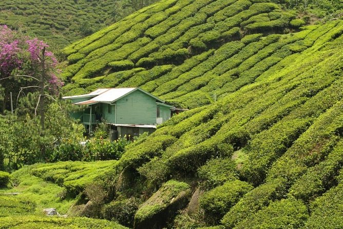 Join Transfer : Taman Negara National Park (Kuala Tahan) to Cameron Highlands - Departure Time and Location