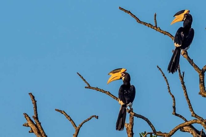 Kalametiya Bird Sanctuary Catamaran Bird Watching Tour - Pickup and Drop-off