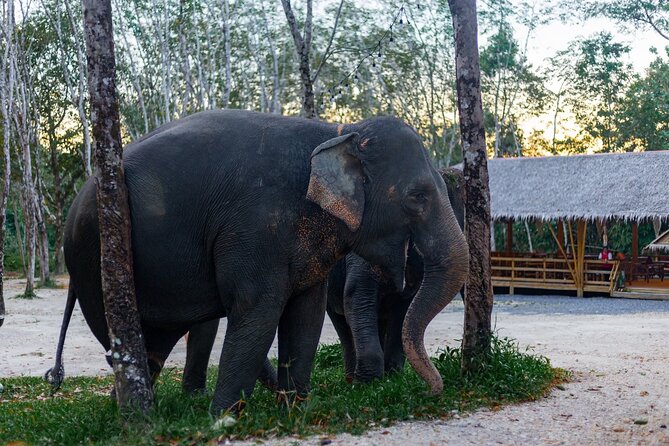 Khao Lak Elephant Sanctuary Full Day Small Group Tour - Pricing and Guarantee