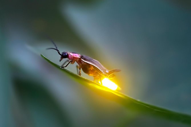 Kuala Selangor Firefly Tour - Booking Information
