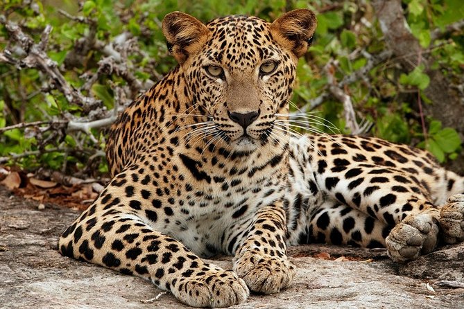 Kumana National Park Safari From Arugam Bay ( Jeep+ Tickets ) - Safety Guidelines