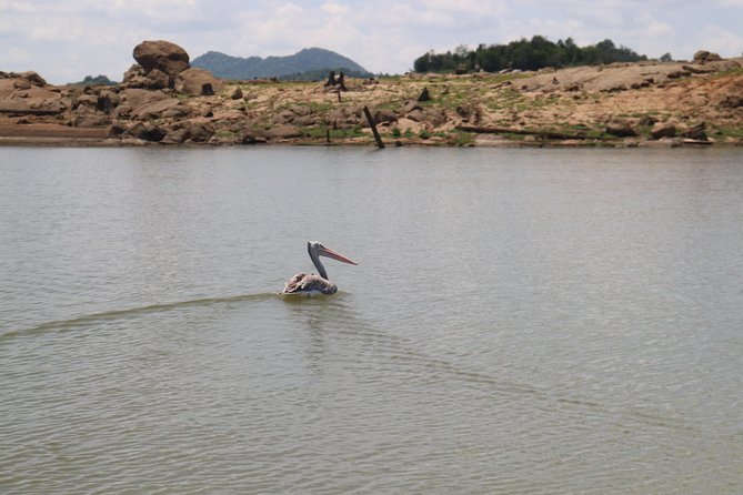 Live Among Swimming Elephants and Indigenous Tribes – Gal Oya National Park - Swimming Elephants in Action