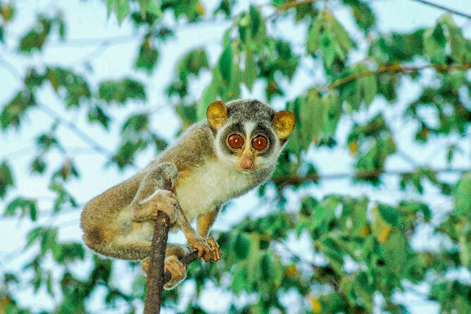 Loris Watching From Polonnaruwa - Pickup Procedure