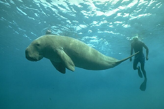 Mantanani Island Snorkeling or Diving From Kota Kinabalu - Itinerary Details