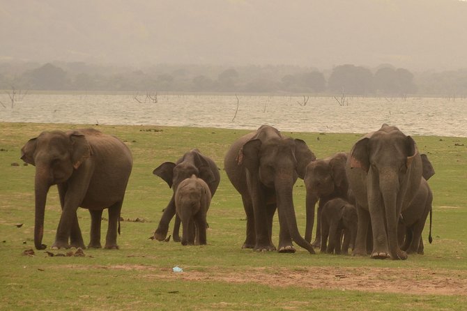 Minneriya National Park Half Day Jeep Safari - Reservation Process
