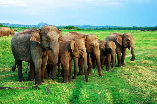 Minneriya National Park Private Safari From Habarana - End Point