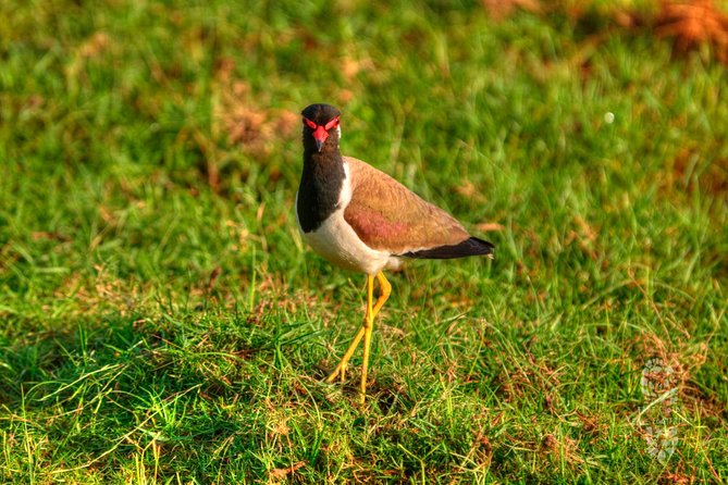 Morning Game Drive in Bundala National Park - The Sum Up