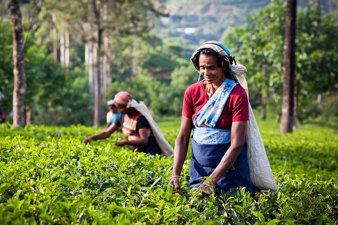 Munnar 2 Nights Solo Tour Package - Important Considerations