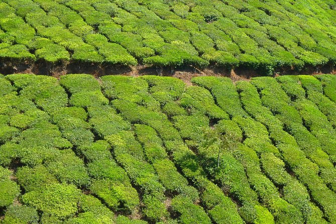 Munnar Excursion From Cochin (1n/2d) - Optional Activities