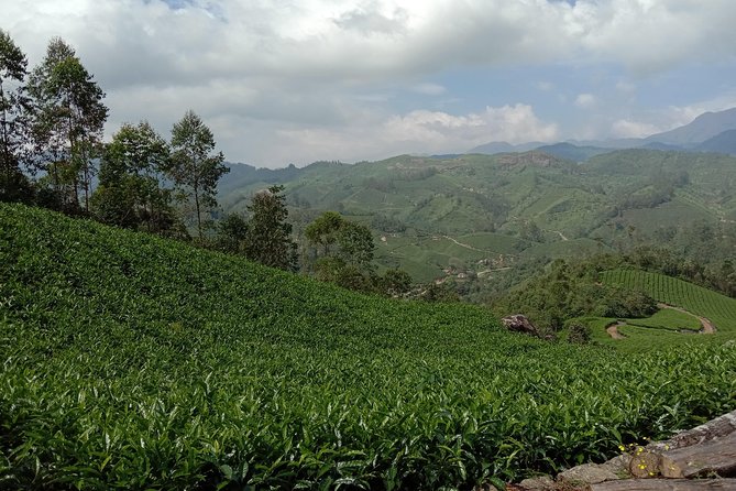 Munnar Trekking (Amazing Munnar Adventure Tours) - Whats Included in the Tour