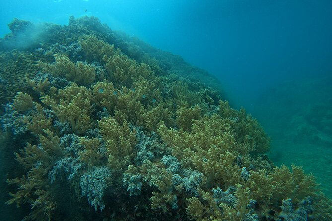 Nha Trang Day Tours Snorkeling And BBQ Onboard - Itinerary Highlights