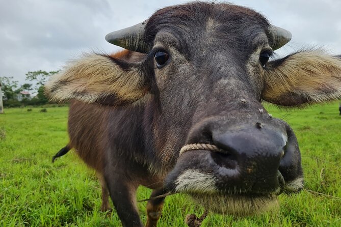 Ninh Binh Small Group Tour From Hanoi: Boat, Bike & Daily Life - Additional Information and Price