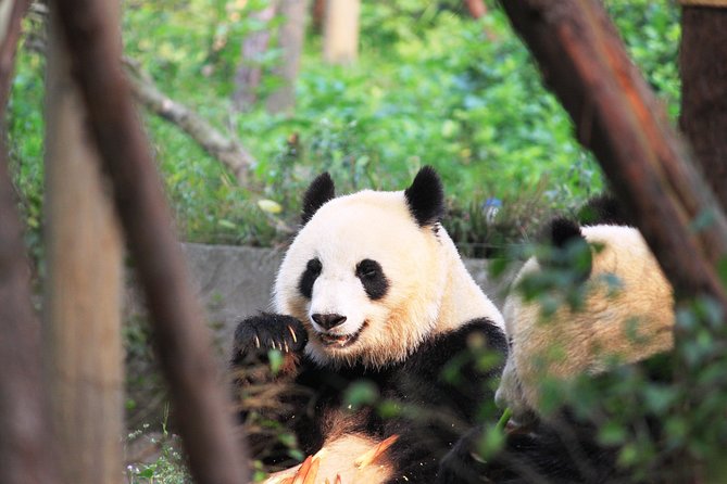 One Day Family Trip With Kids:Panda Visit and Culture Activities Experience - Inclusions and Amenities