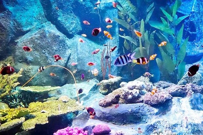 PATTAYA: Join Tour Under Water World Pattaya - Pickup Details