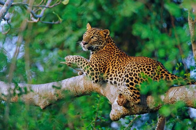 Private 02 Day Leopard Safari in Yala From Bentota - Pickup Information