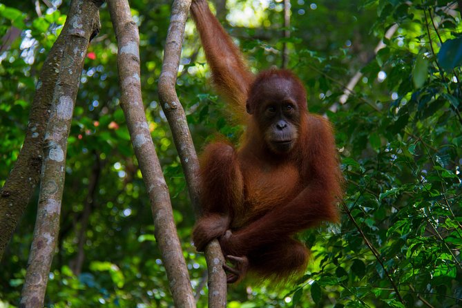 Private Car Transfer From Medan Airport to Bukit Lawang - Scheduling and Additional Info