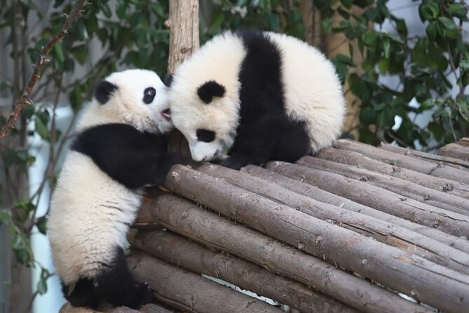 Private Day Tour to Chengdu Panda Base and Leshan Giant Buddha - Pickup and Departure