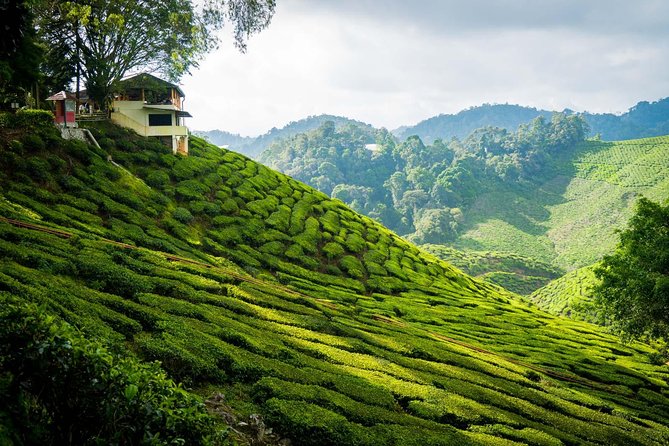 Private Full Day Cameron Highlands Nature Tour From Kuala Lumpur - Pricing and Guarantee