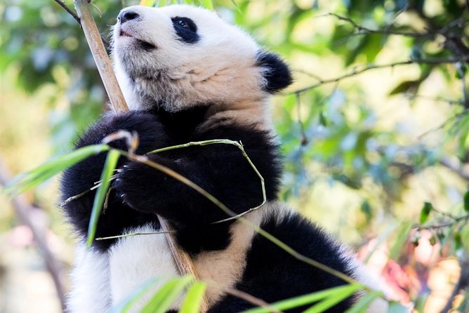 Private Full Day Chengdu Panda Base and Jinsha Site Museum Tour - Tour Schedule