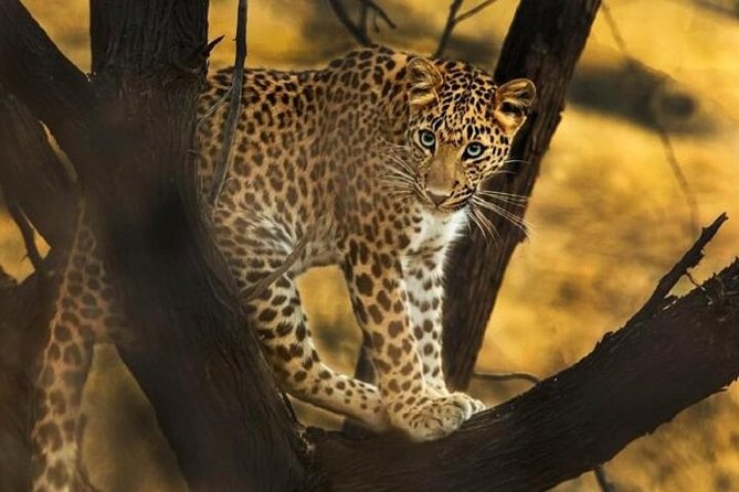 Private Full Day Outdoor Activities in Jaipur With Tickets - Pickup Information
