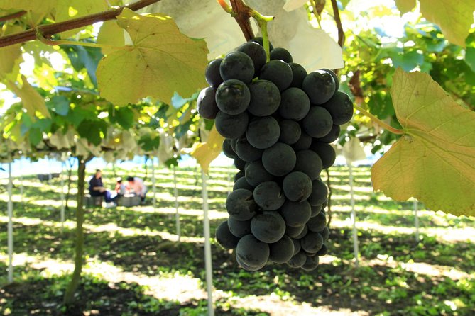 Private Full-Day Tour With Fruit Picking and Great Wall of China - Inclusions and Amenities