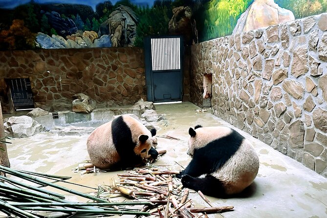 Private Half-Day Tour of Xian Panda Animal Protection Park - General Information and Operations
