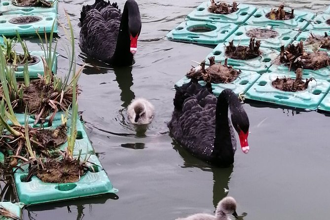 Private One-Day Tour and Tickets to Chengdu Giant Panda Base - The Sum Up