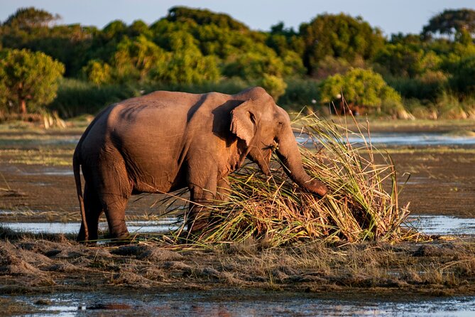 Private Tour in Kumana National Park Safari From Arugambay - Price Details and Availability