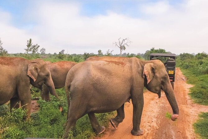 Private Udawalwe Jeep Safari Galle From Bentota Kalura Hotels - Pricing and Group Size Options