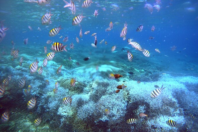Private Undiscovered 3 Gili Islands Tour - Frequently Asked Questions