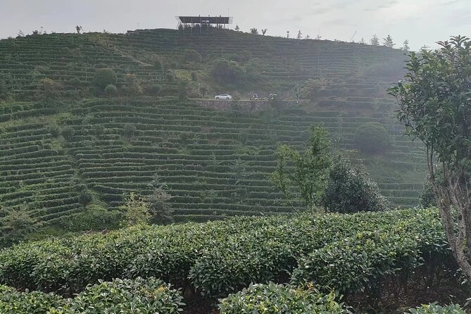 Qixianfeng Tea Plantation Tour in Yangshuo - Tea Plantation Experience