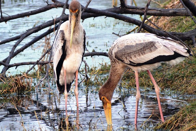 Ranthambore Crocodile Safari - Village Walk | Hi-Tea | Boat Ride | Open Jeeps - Meeting and Pickup Information