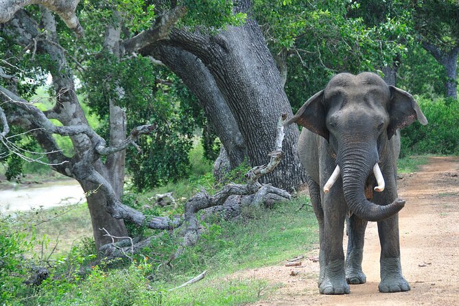 Romantic Glamping Safari Bordering Yala National Park 2- Days - Pickup Points and Start Time