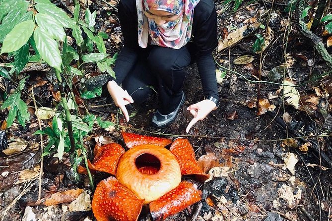 Sarawak Gunung Gading National Park Tour From Kuching - The Sum Up