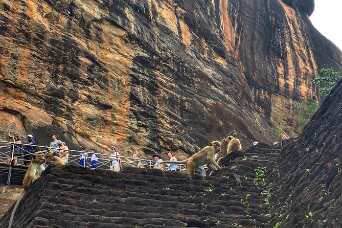 Sigiriya Dambulla Day Tour From Marawila - Tour Operator Information