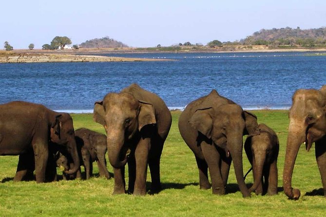 Sigiriya & Minneriya Safari Tour From Kandy - Important Details