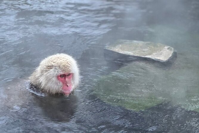 Snow Monkey and Zenkoji Temple Sake in Nagano Full Day Tour - Exclusions