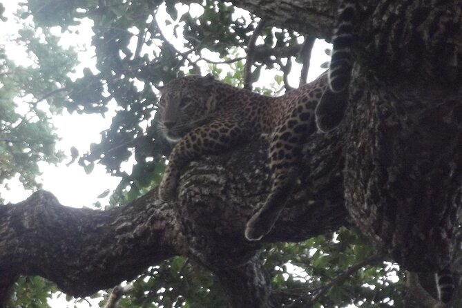 Special Yala Safari Tour From Hambantota Port - Important Information