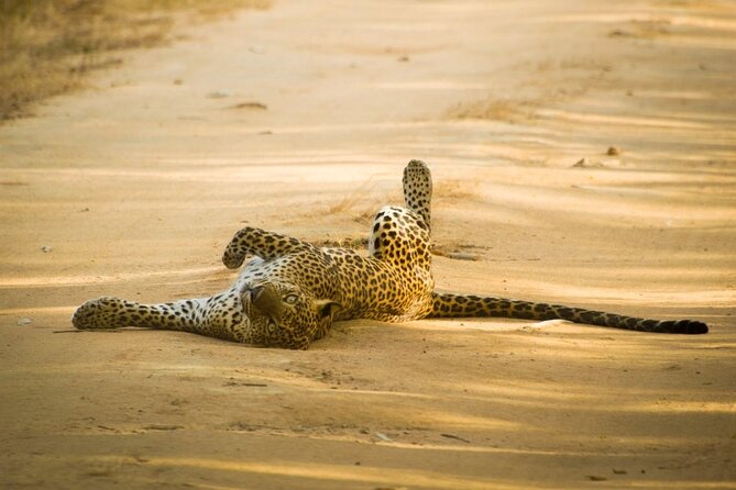 Sri Lanka Leopard Safari Yala and Udawalawe - Frequently Asked Questions
