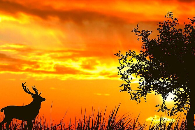 Tiger Reserves From Mumbai: a Luxury Wildlife Tour to Jim Corbett National Park - Group Size and Operator